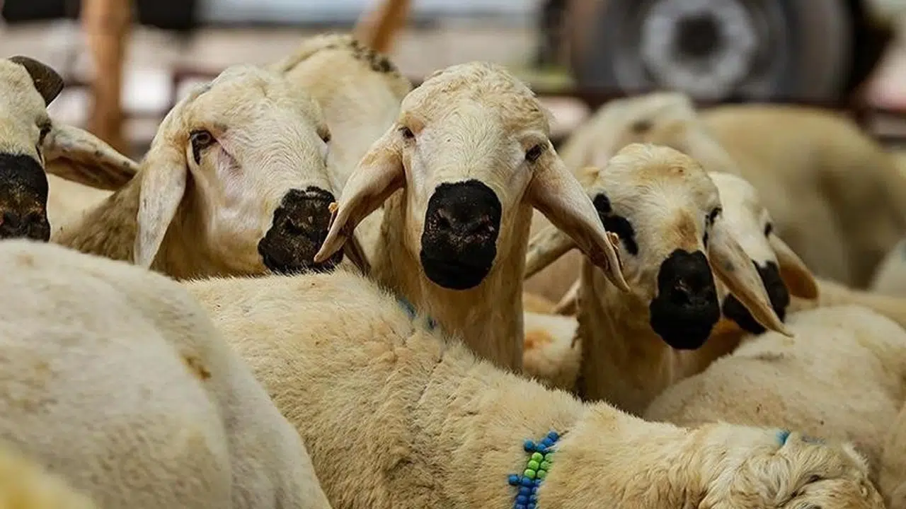 Bayramda kurban keserken dikkat! Diyanet'ten kesin uyarı geldi