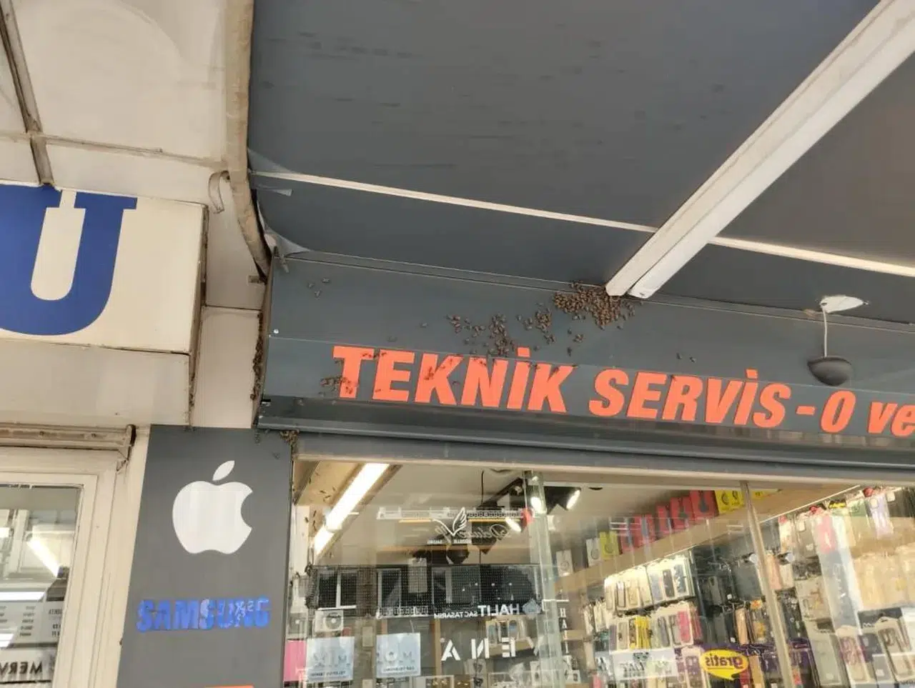 Arı saldırısı şehir merkezini felç etti! Esnaf dükkanlarını kapattı!
