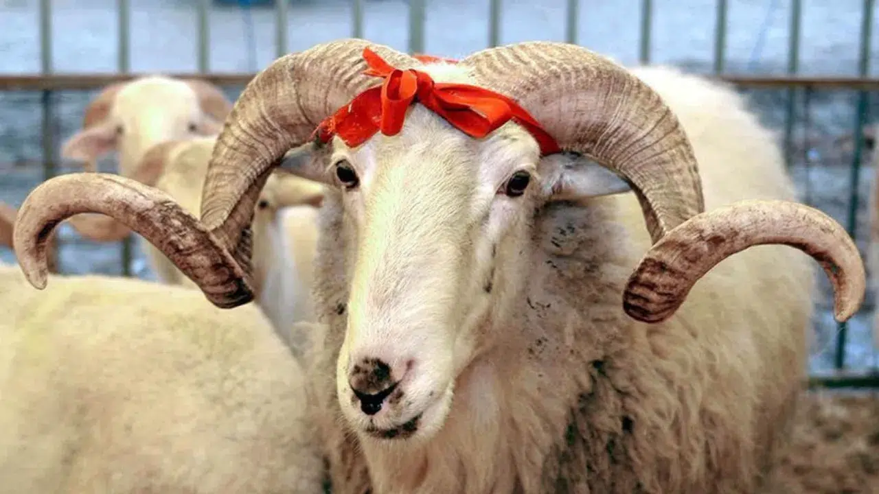 Kurban eti nasıl dağıtılır, kimlere verilir, kimlere verilmez? Kurban kesene kurban eti verilir mi?