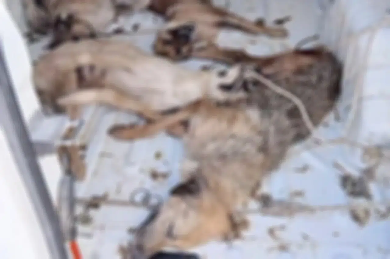 İzmir Dikili’de hayvan nakli skandalı: 4 köpek telef oldu