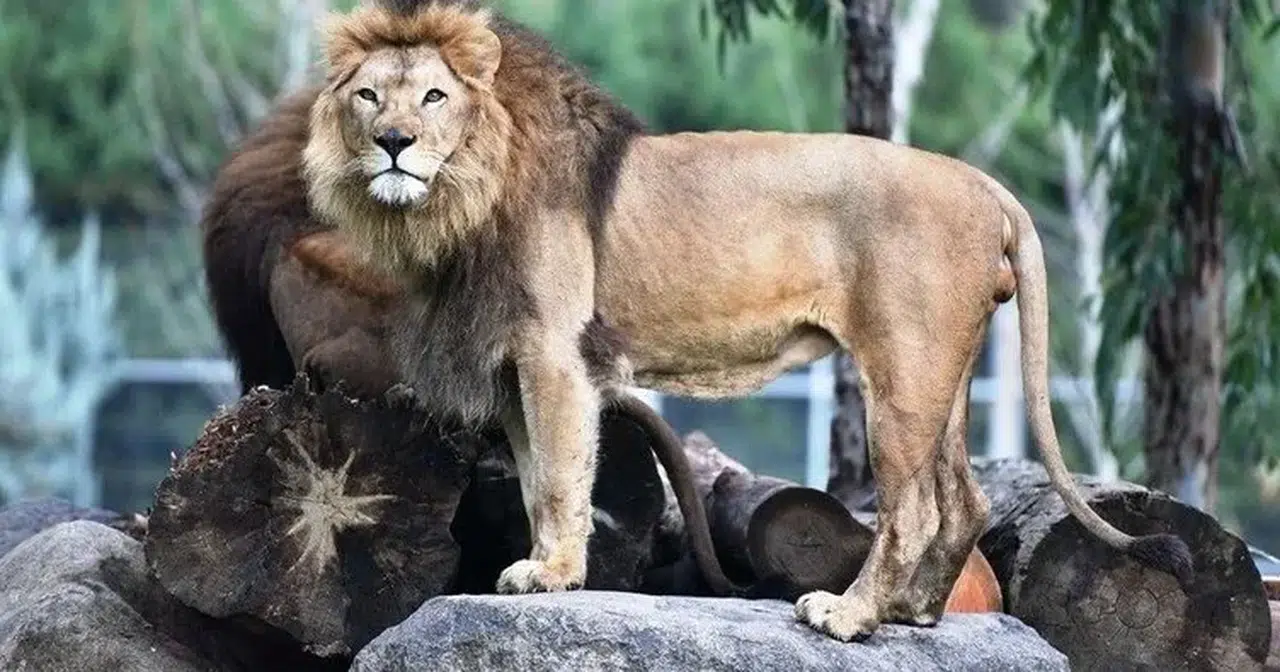 İzmir'de aslan yavrusu yetişkin aslan tarafından öldürüldü