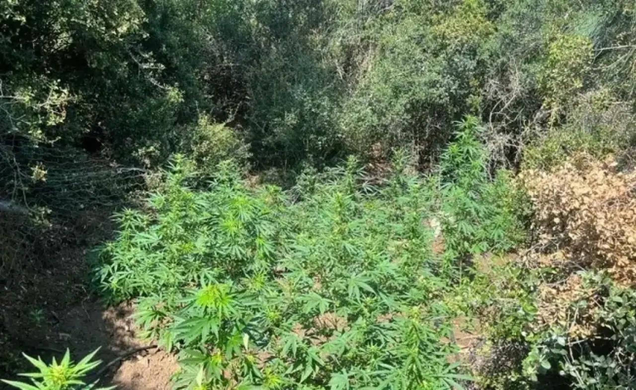 Yalova’da ormanda kenevir operasyonu: 60 kök ele geçirildi