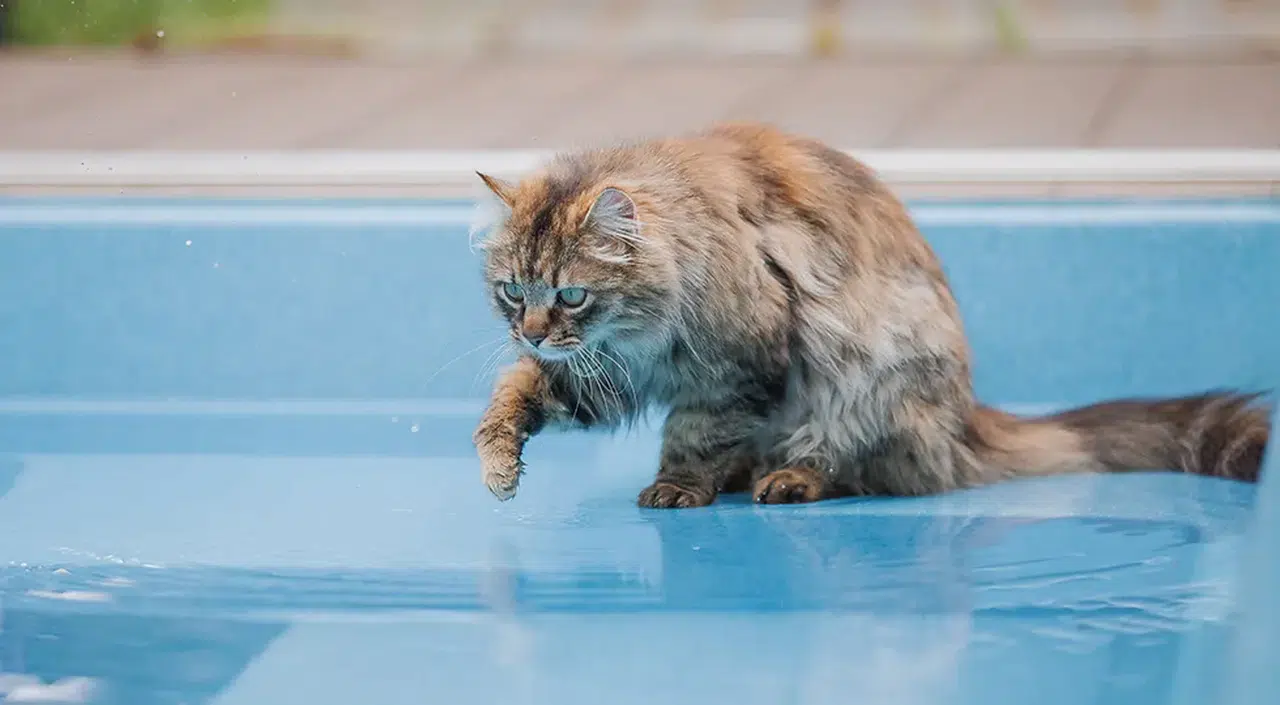 Kediniz su içmeden önce patisini suya sokuyor mu? İşte bilmeniz gereken gerçek sebep!