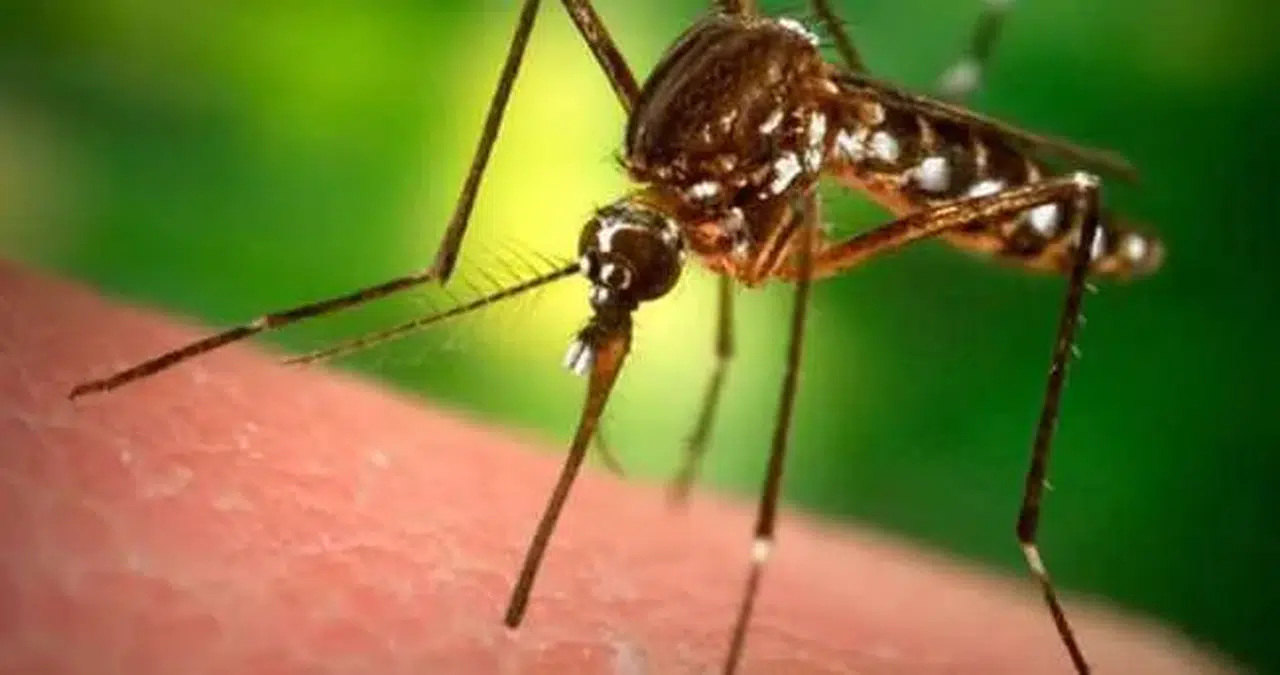 DSÖ’den küresel uyarı: Chikungunya virüsü yayılıyor! Türkiye risk altında mı?