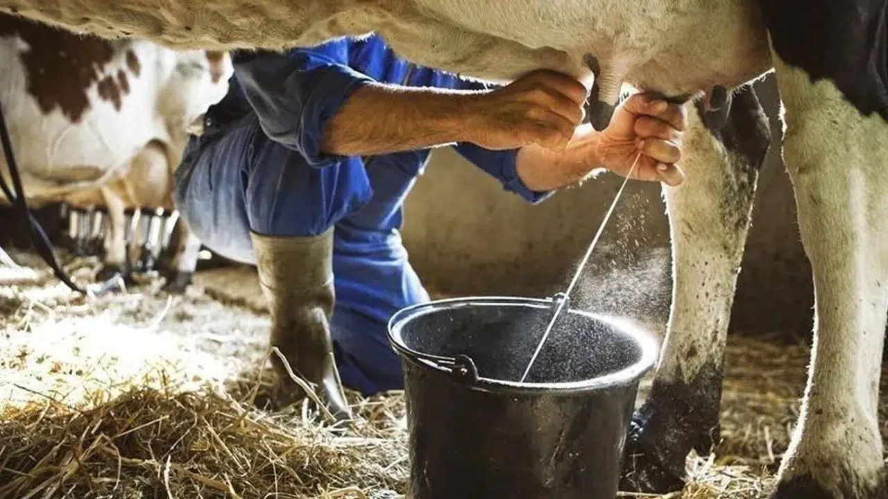 Çiğ inek sütü tavsiye satış fiyatı belirlendi!