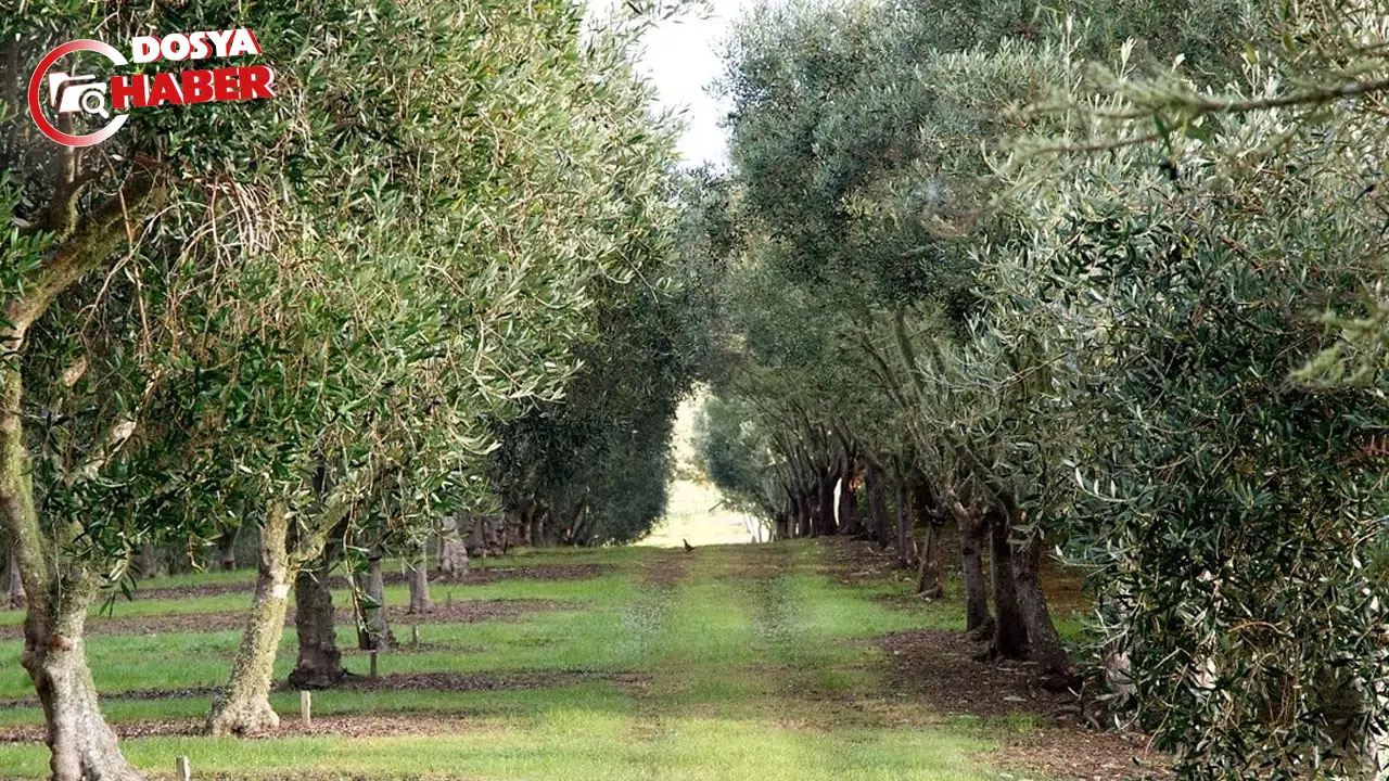 Binlerce zeytin ağacı kesilecek: Maden Kanunu bizden neler götürecek?