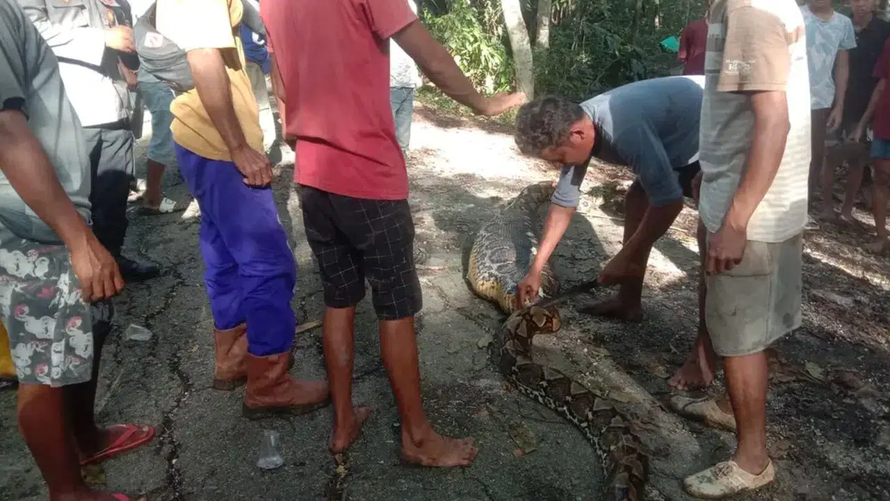 8 metrelik dev piton 61 yaşındaki çiftçiyi canlı canlı yuttu! Tüm köy dehşete düştü!