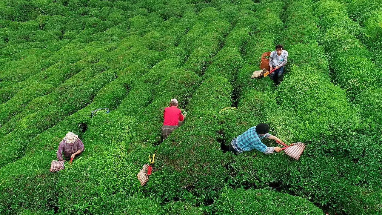 Türk çayı 104 ülkeye ulaştı! Rize zirvede, Belçika en büyük alıcı!