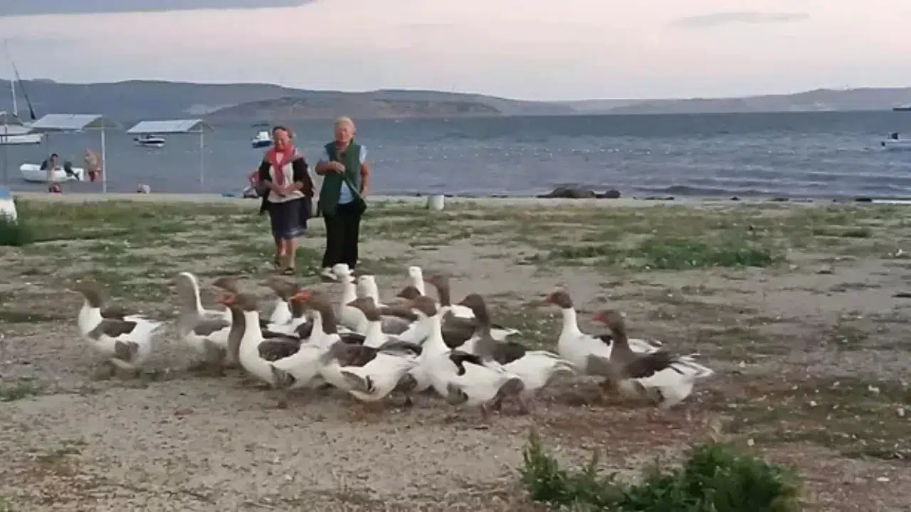 Balıkesir'de akılalmaz olay: Denizde yüzen kazlar, kümese kapatıldı
