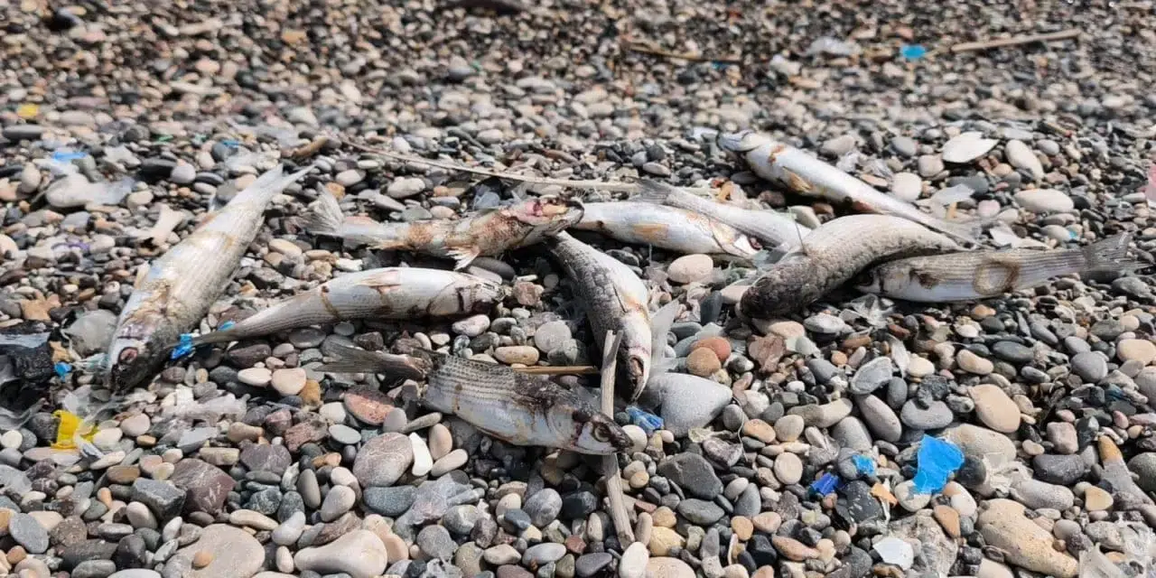 Mersin’de balık ölümleri neden arttı? Kazanlı sahilinde korkutan görüntü