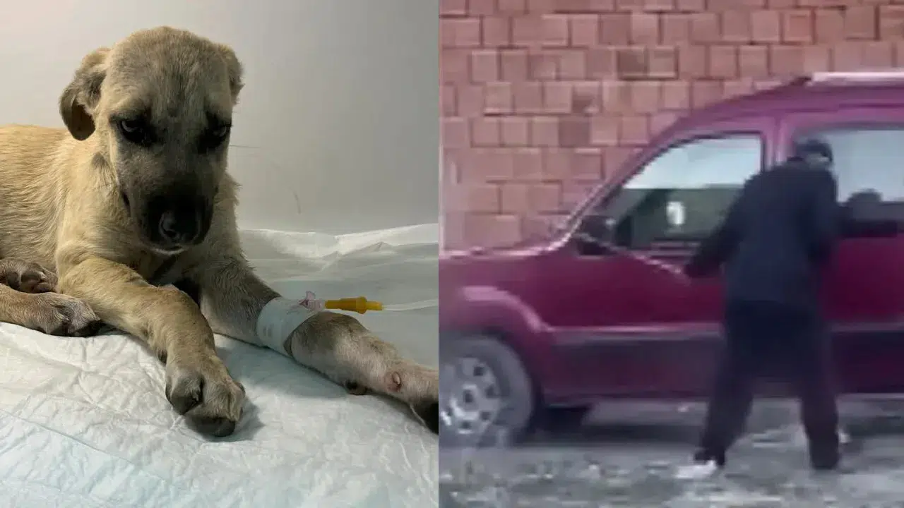 Dakikalarca süren şiddete maruz kalmıştı: 'Mucize' köpekten iyi haber geldi