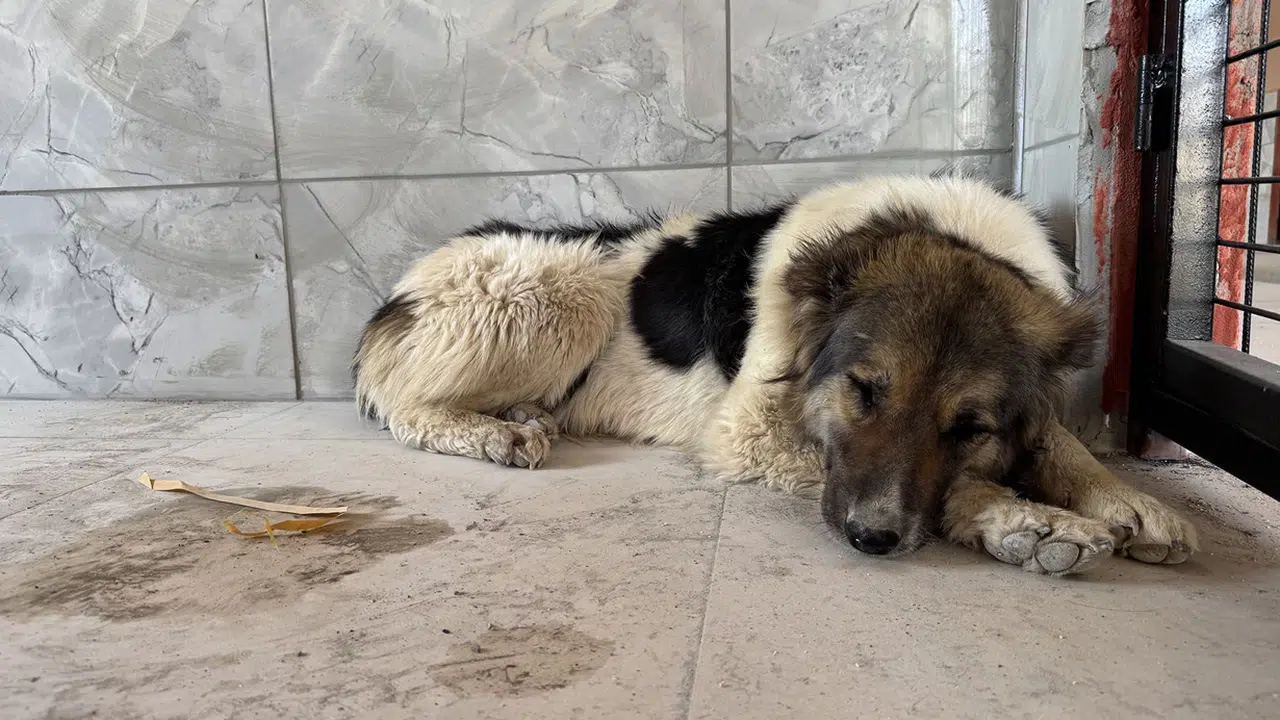 Sahibini haybeden sadık dost yürekleri dağladı! Ceylan Ertem o köpeği sahiplendi