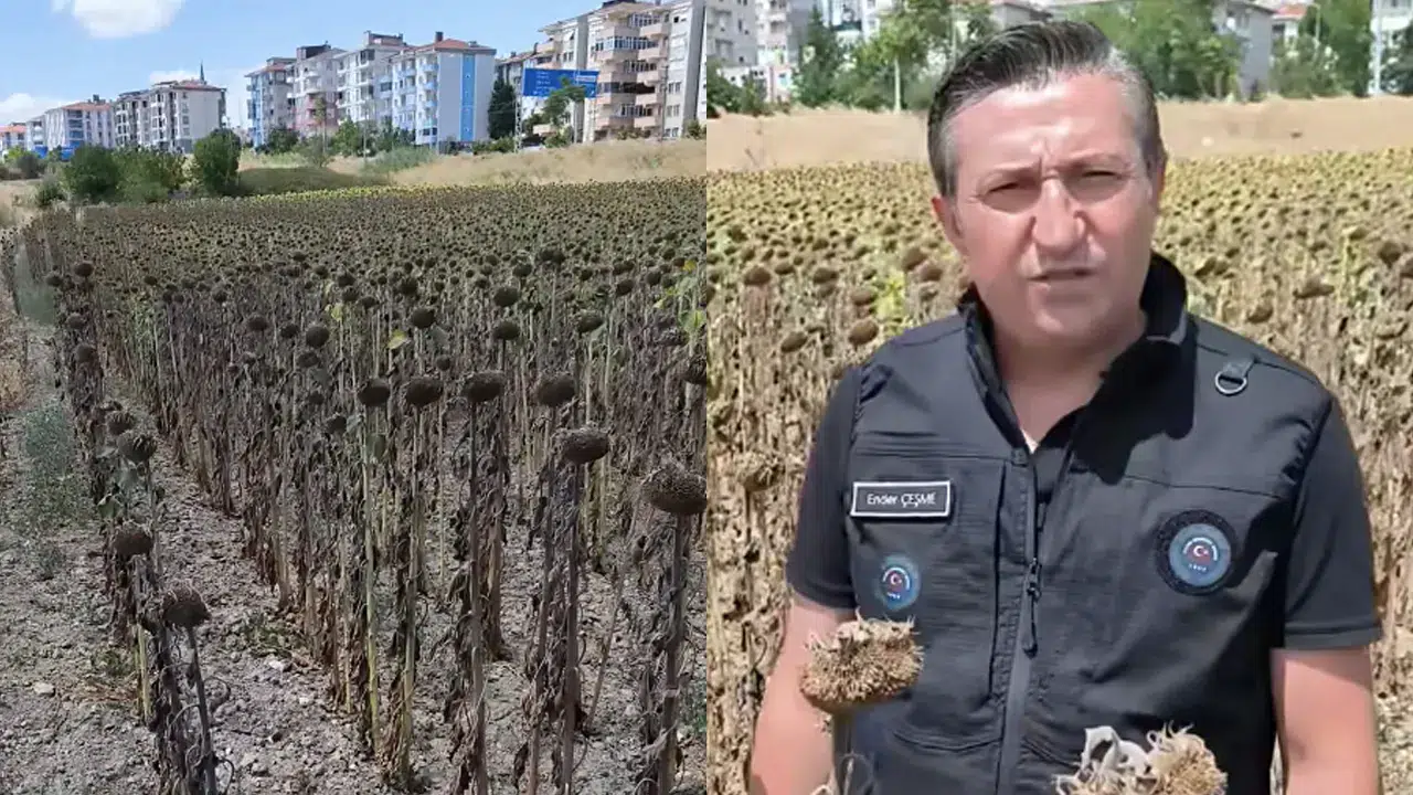 Ayçiçeği fiyatı çiftçiyi yaktı: Trakya Birlik’e isyan büyüyor!