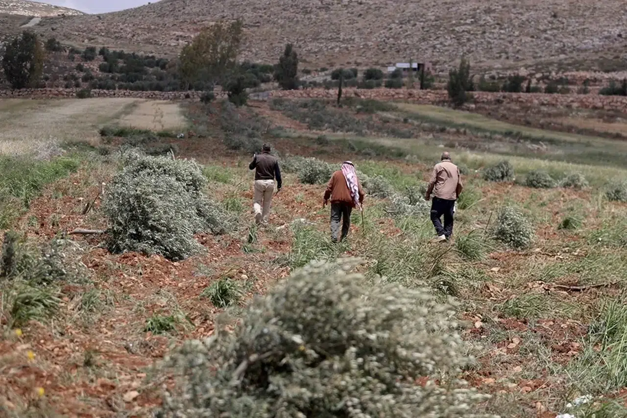 Batı Şeria’da İsrailli işgalciler Filistinlilerin zeytin ağaçlarına saldırdı!