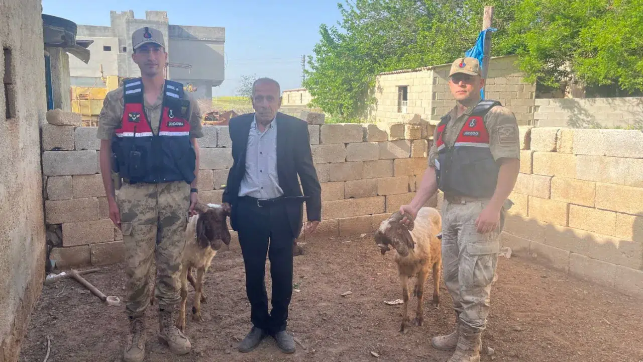 Kilis'te jandarma ekipleri kaybolan koyunları buldu