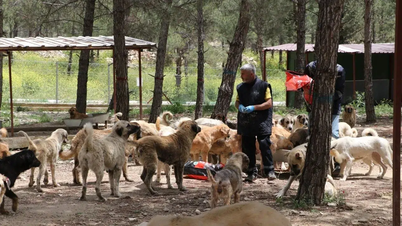Kilis’te 3 bin sahipsiz köpek için dev yaşam alanı kuruldu