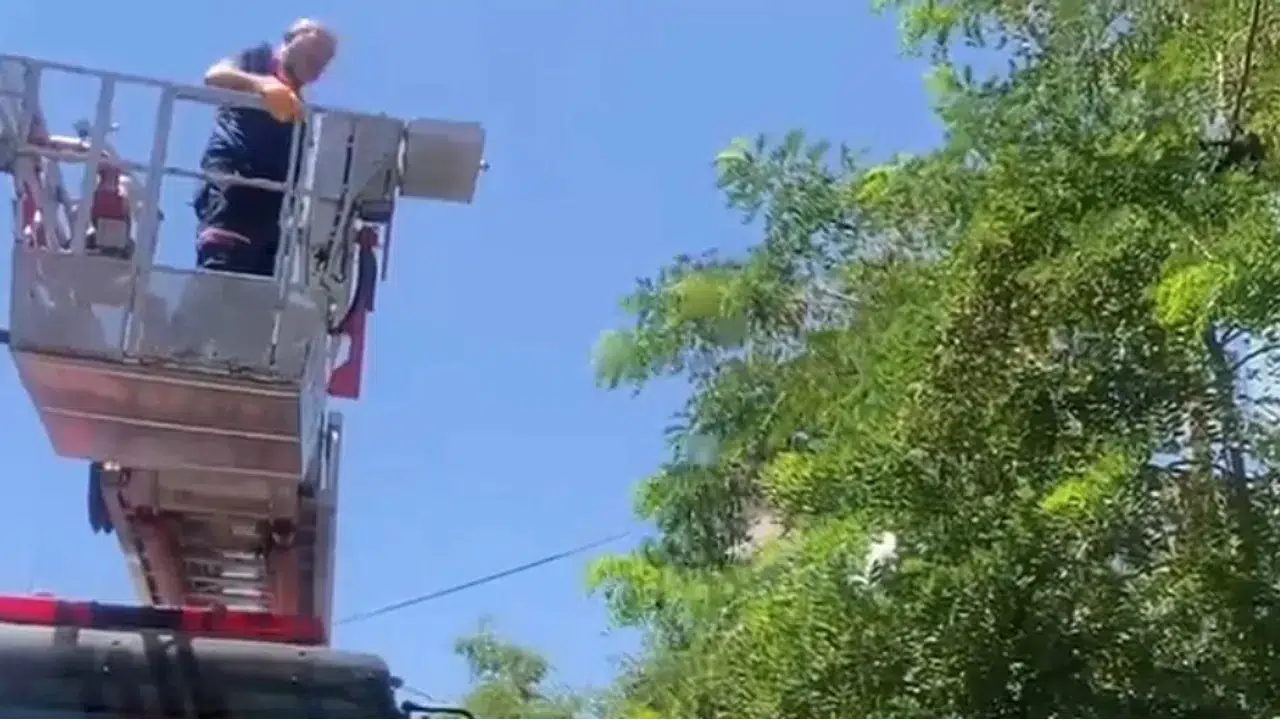 Bitlis’te ayağı ipe dolanan karga ağaçta mahsur kaldı