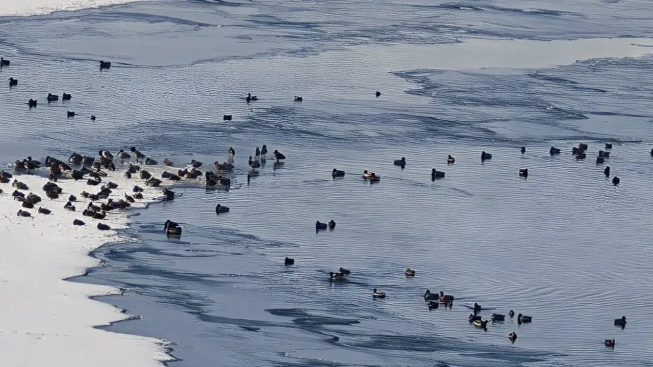 Erzurum'da Sibirya soğukları etkili : Yaban hayatı olumsuz etkilendi