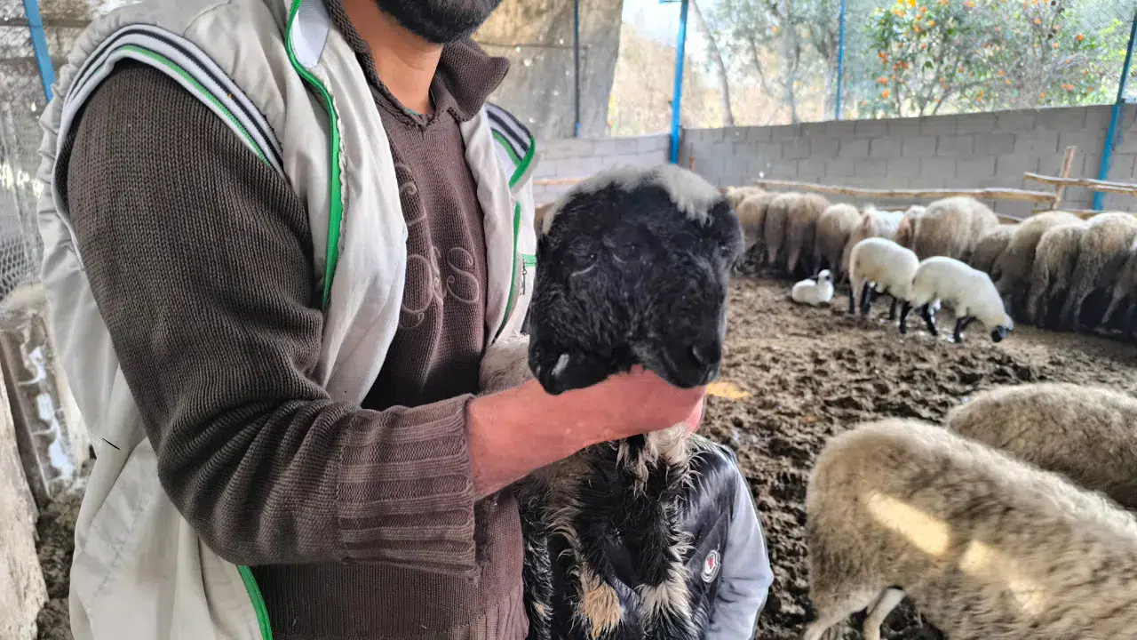 Hatay Dörtyol’da çift başı ve 4 gözü ile doğan kuzu yaşama tutundu