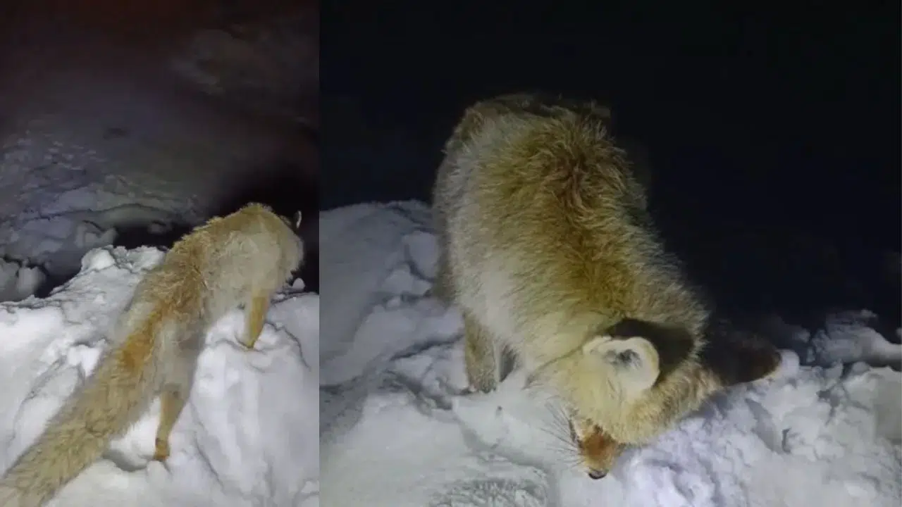 Yüksekova'da tilki ayakta dona kaldı