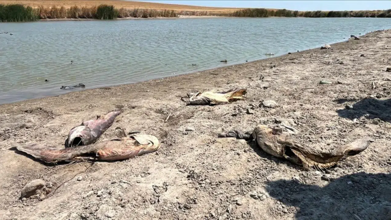 Tekirdağ'da su seviyesi düştü, Temrezli Göleti'nde balıklar öldü!