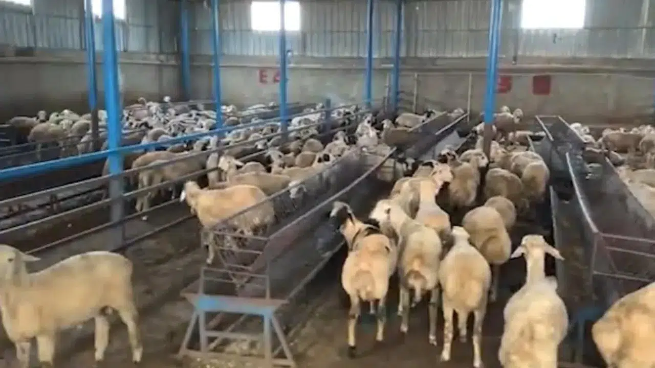 Tunceli'de 930 hayvanı sahte dekontla satın alan şüpheli tutuklandı