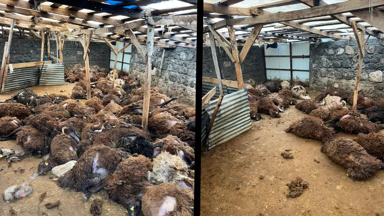 Kars'ta kurt sürüsü köye indi: 130 koyun telef oldu