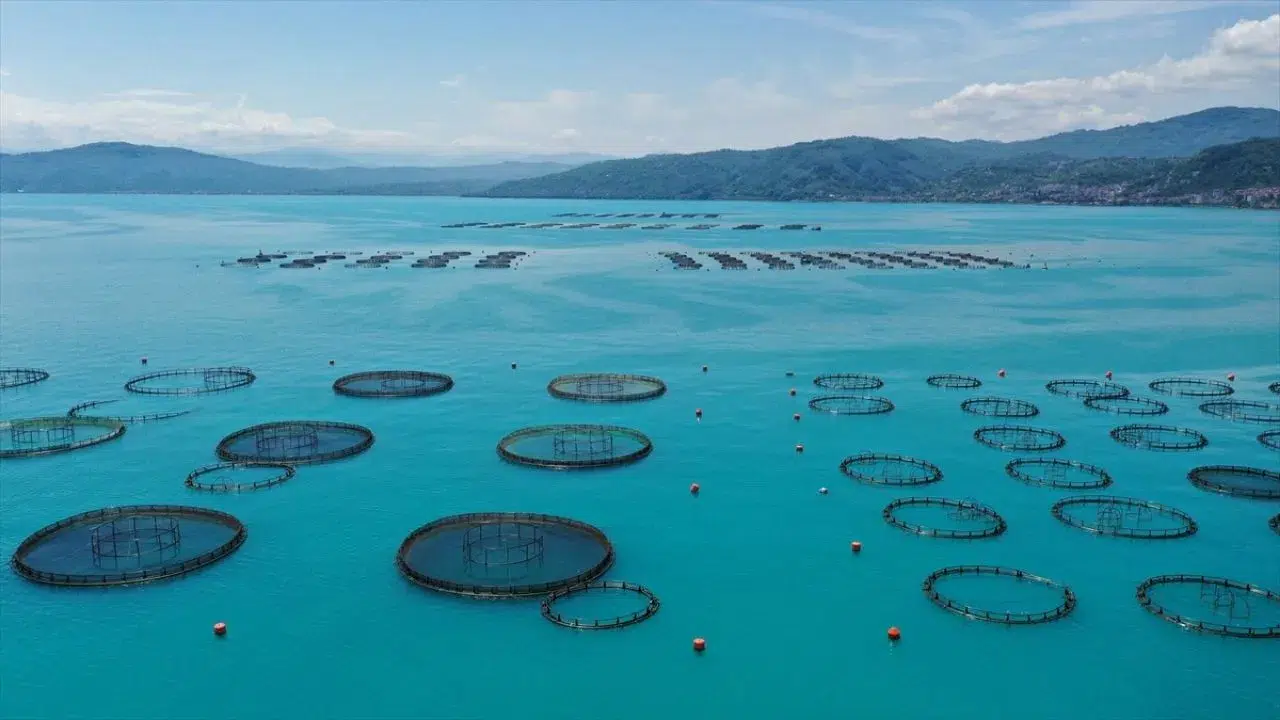 Ordu'nun ağ kafeslerinde 6 bin ton balık üretildi