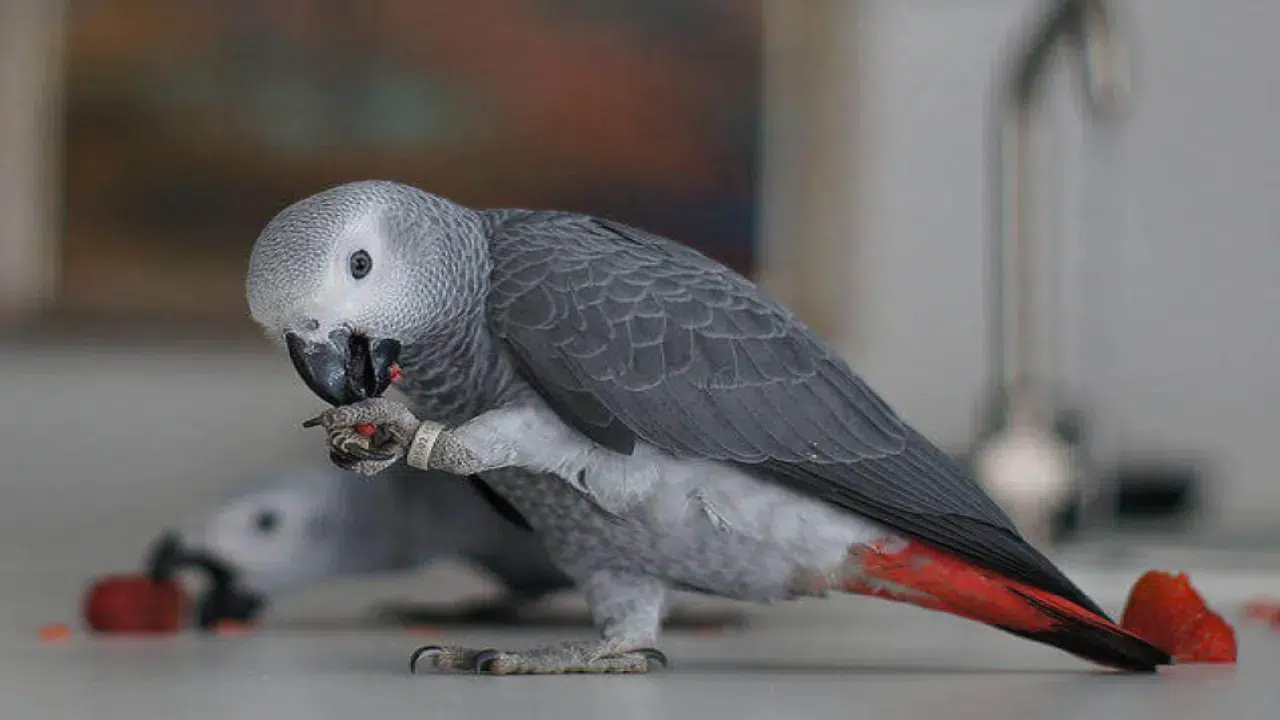 İstanbul Havalimanı'nda 20 Afrika gri papağanı ele geçirildi