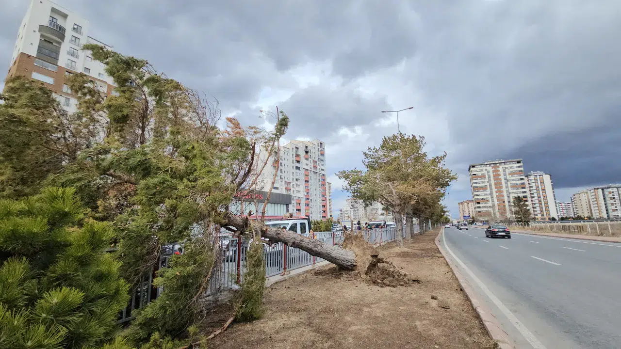 Kayseri'de şiddetli rüzgar ağacı devirdi