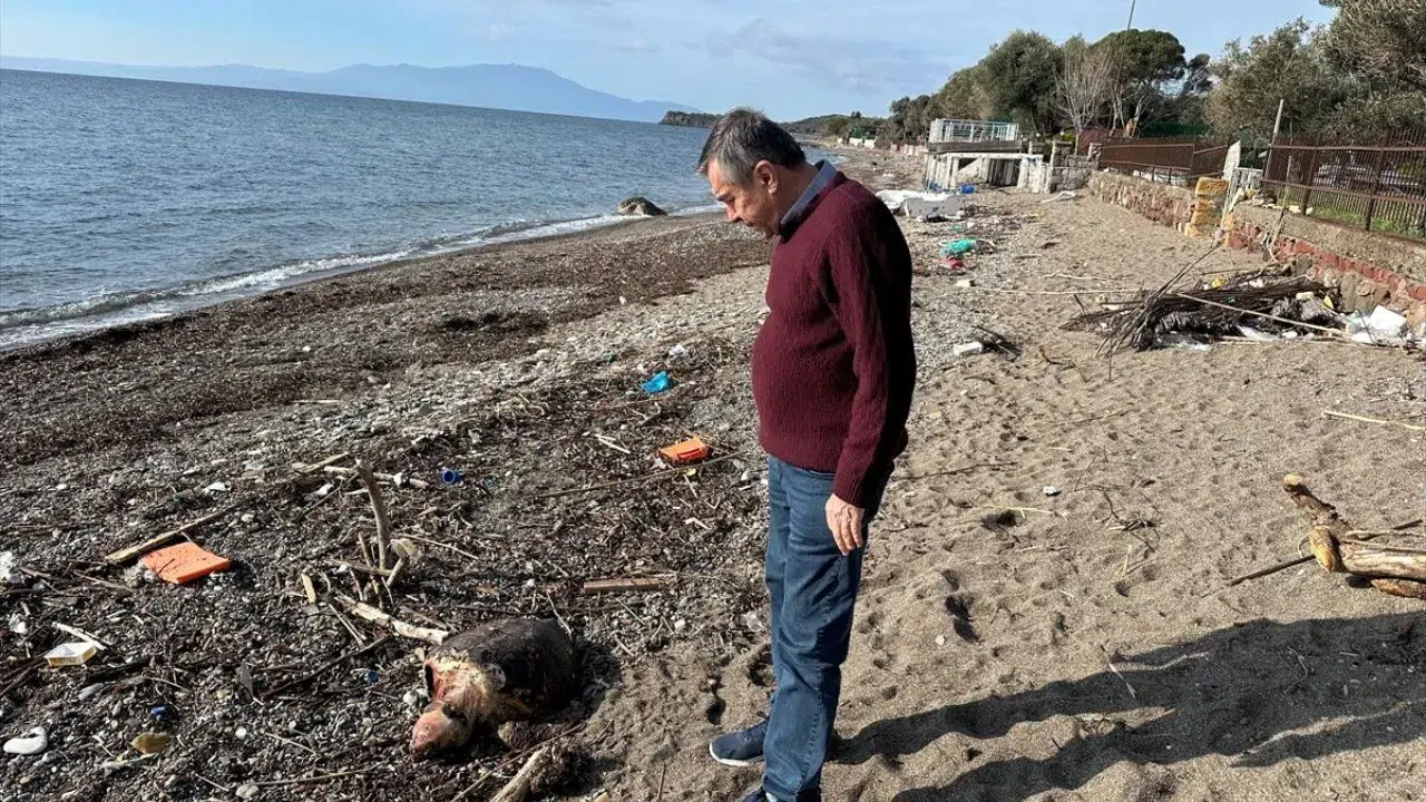 Çanakkale’de sahile vuran caretta caretta endişe yarattı