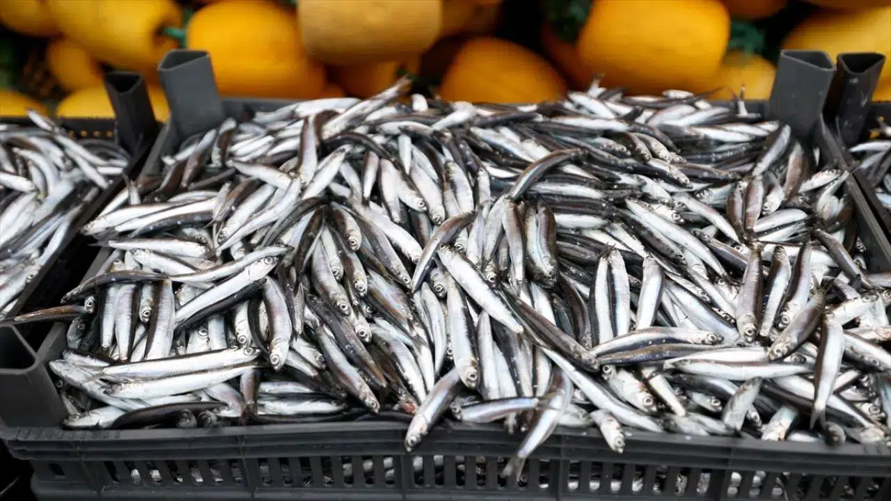 Balıkçılar hamsi peşinde : Karadenizli balıkçılar rotasını İğneada'ya çevirdi