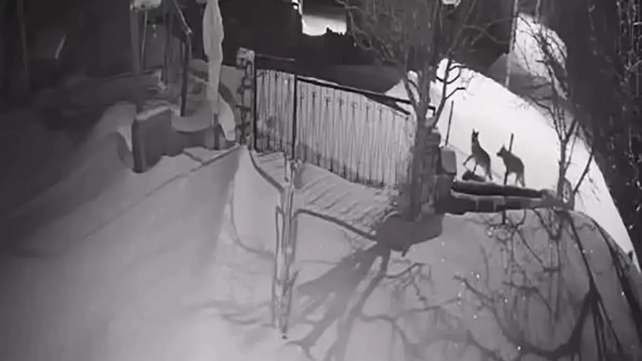 Artvin'de kurt sürüsü yerleşim alanına indi