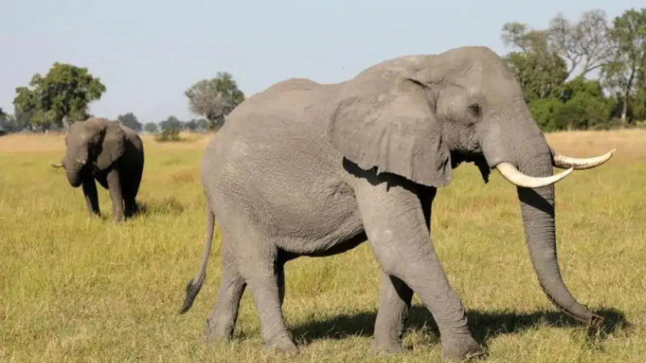 Tayland'da bir turist fil saldırısı sonucu hayatını kaybetti