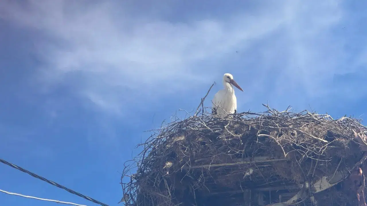 Leylek köyünde büyük heyecan : Yaren’in eşi geldi, gözler şimdi onun yolunda