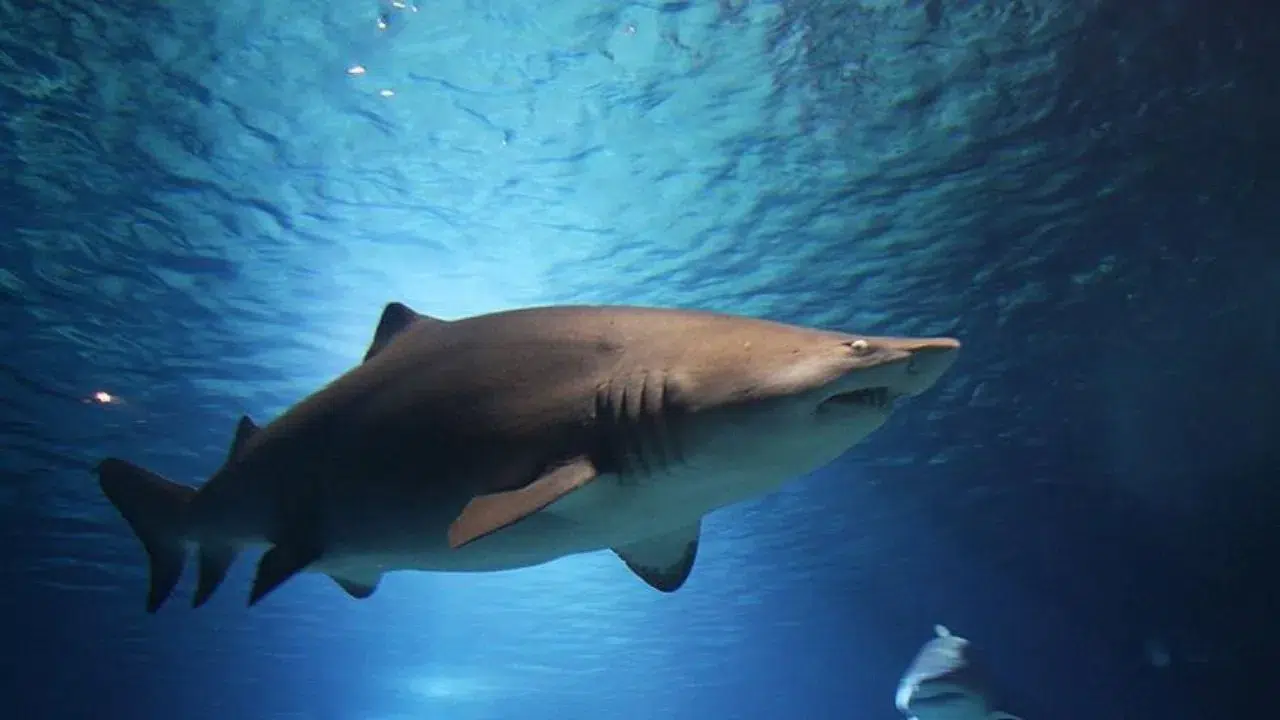 Yeni Kaledonya’da köpek balığı dehşeti : Sörfçünün cansız bedeni bulundu