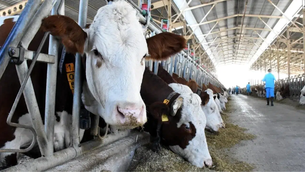 Hayvan sayısı 2025’te arttı , bal üretimi yükseldi