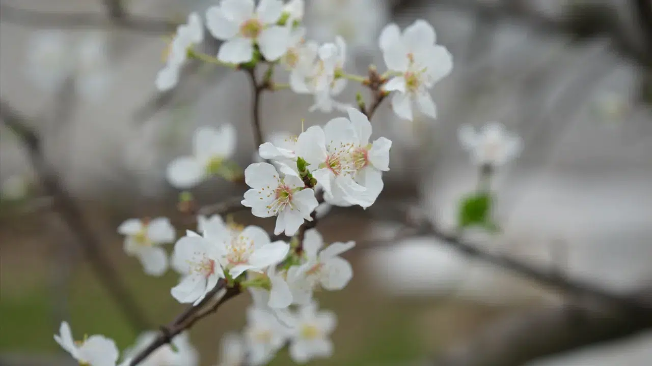 Mersin'de seralarda erik ağaçları çiçek açtı