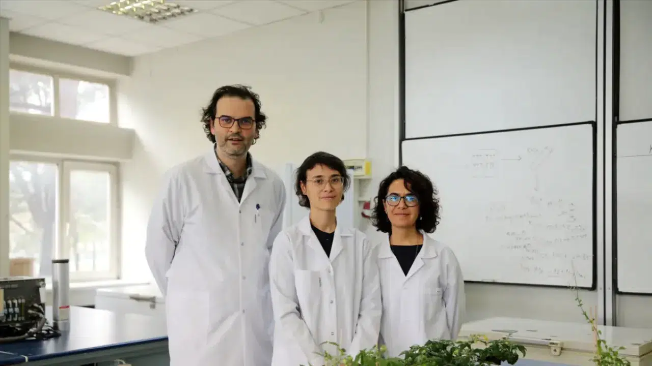 Türk bilim insanlarından uzay tarımı başarısı : Ay ve Mars toprağında domates yetiştirildi