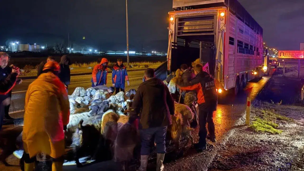 Kayseri'de Karasu Deresi taştı : 200 hayvan tahliye edildi