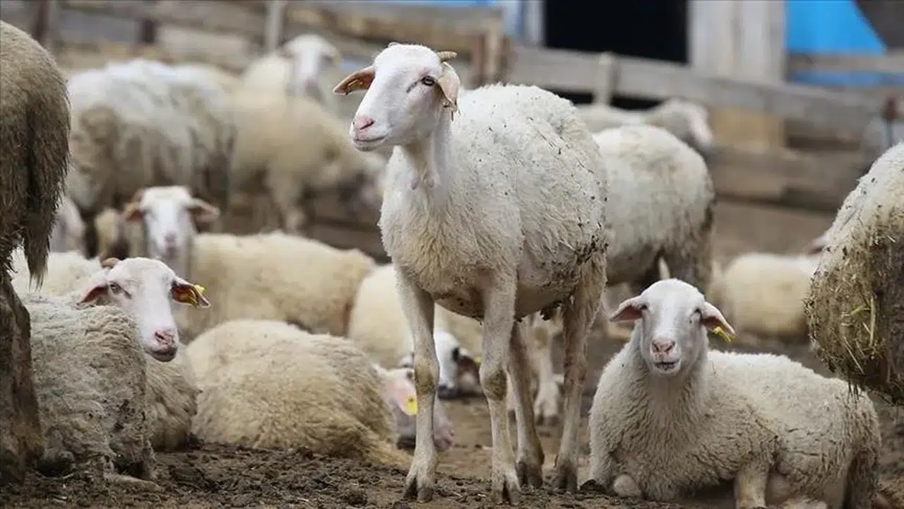 Şanlıurfa'da pes dedirten hırsızlık : 19 koyun sessizce götürüldü