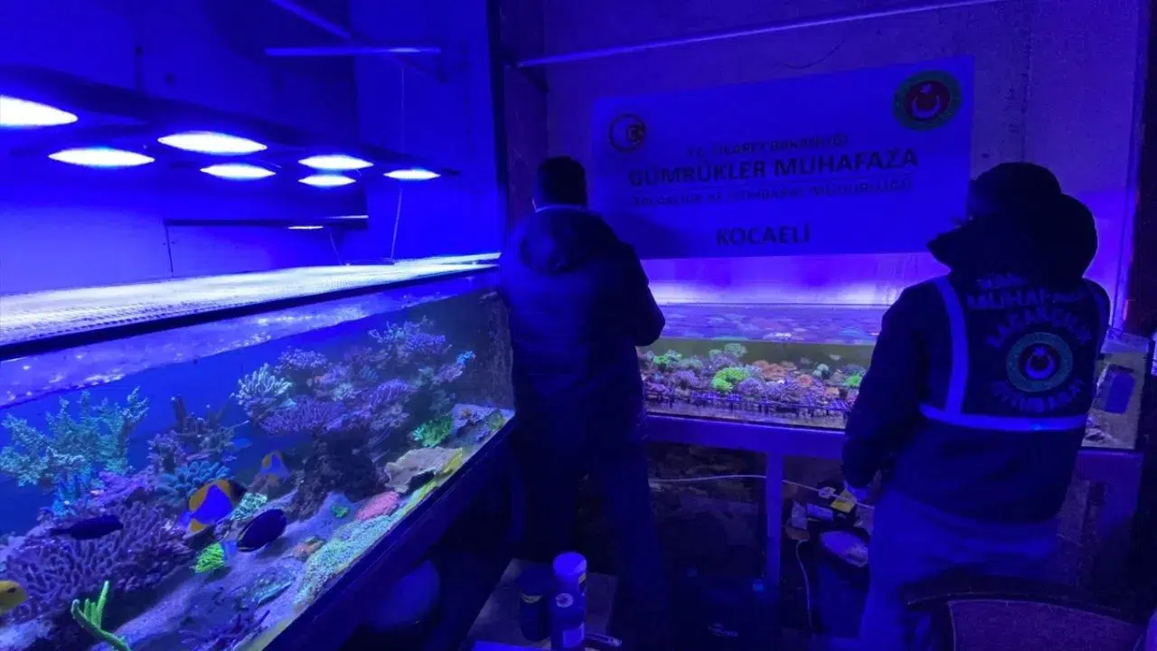 Ticaret Bakanlığı açıkladı : 85 bin canlı hayvan gümrük kapısında yakalandı