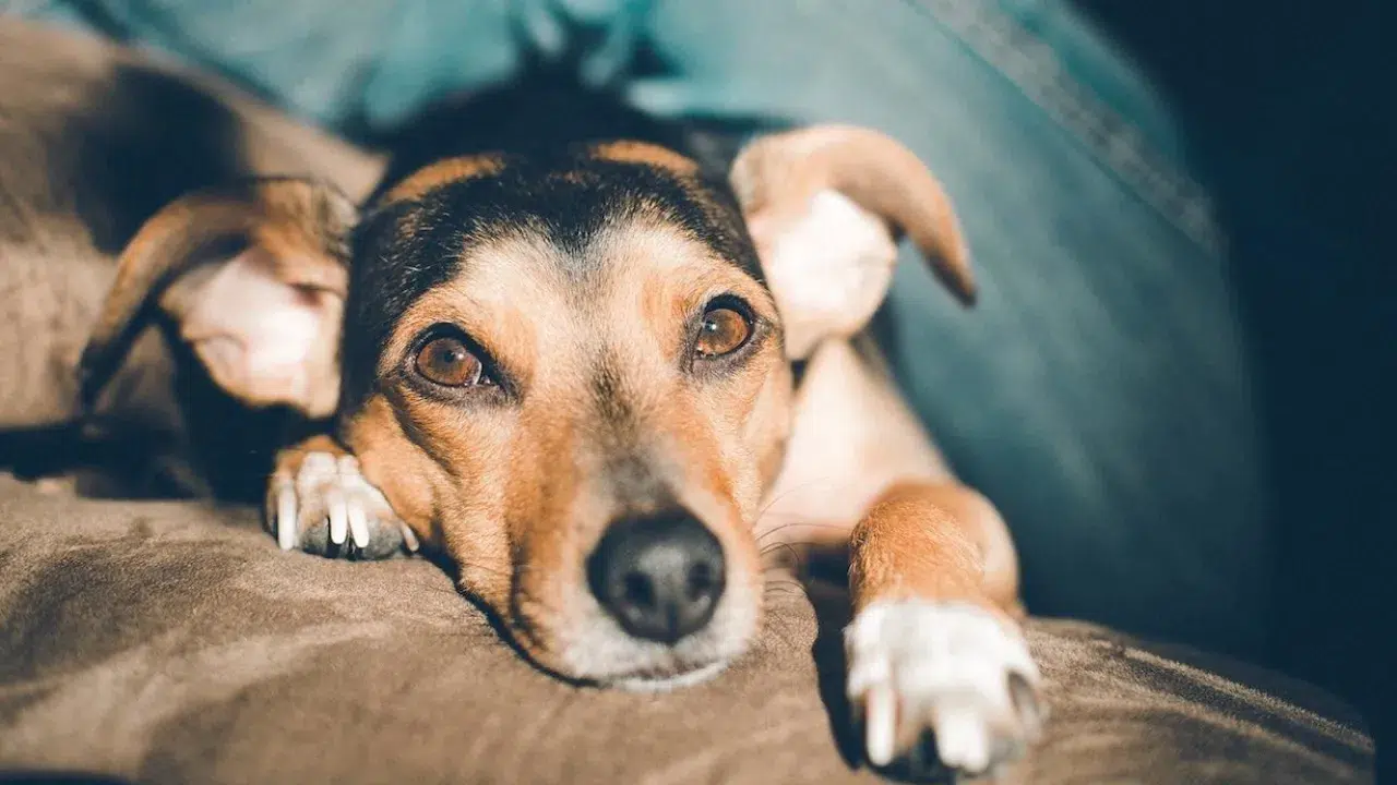 Güney Kore'de her 10 evin 3'ünde evcil hayvan bulunuyor