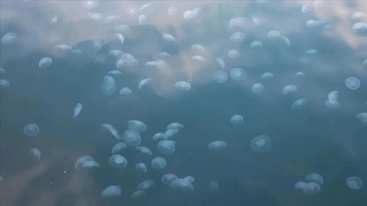 İstanbul Boğazı'nda kirlilik alarmı! Denizanası yoğunluğu oluştu