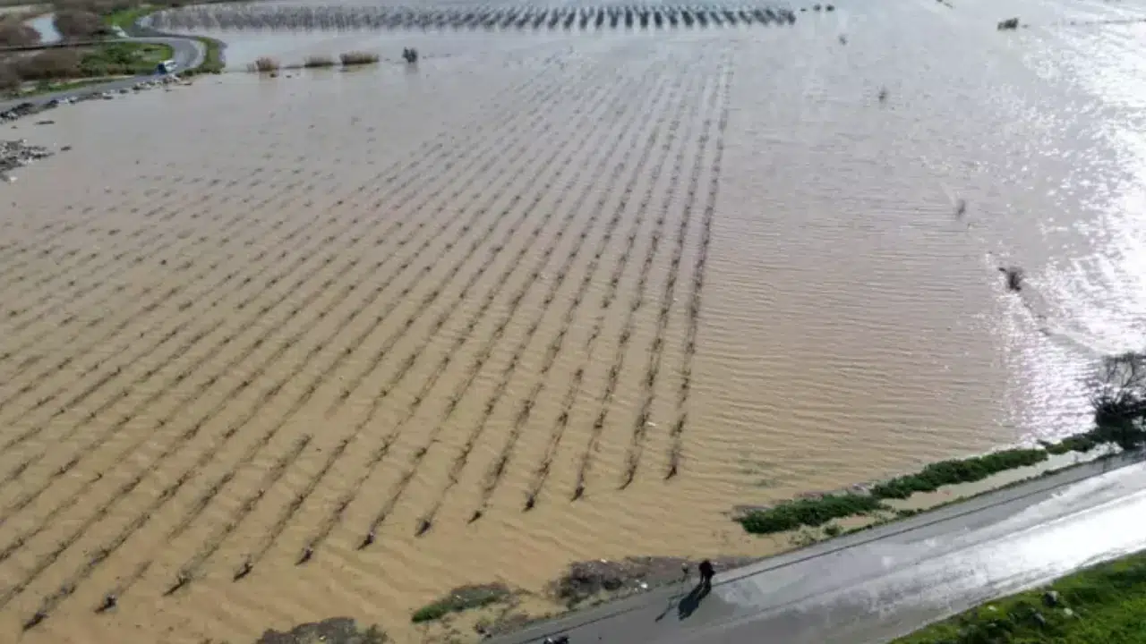 Nif Çayı taştı : Gediz Ovası ve üzüm bağları su altında kaldı