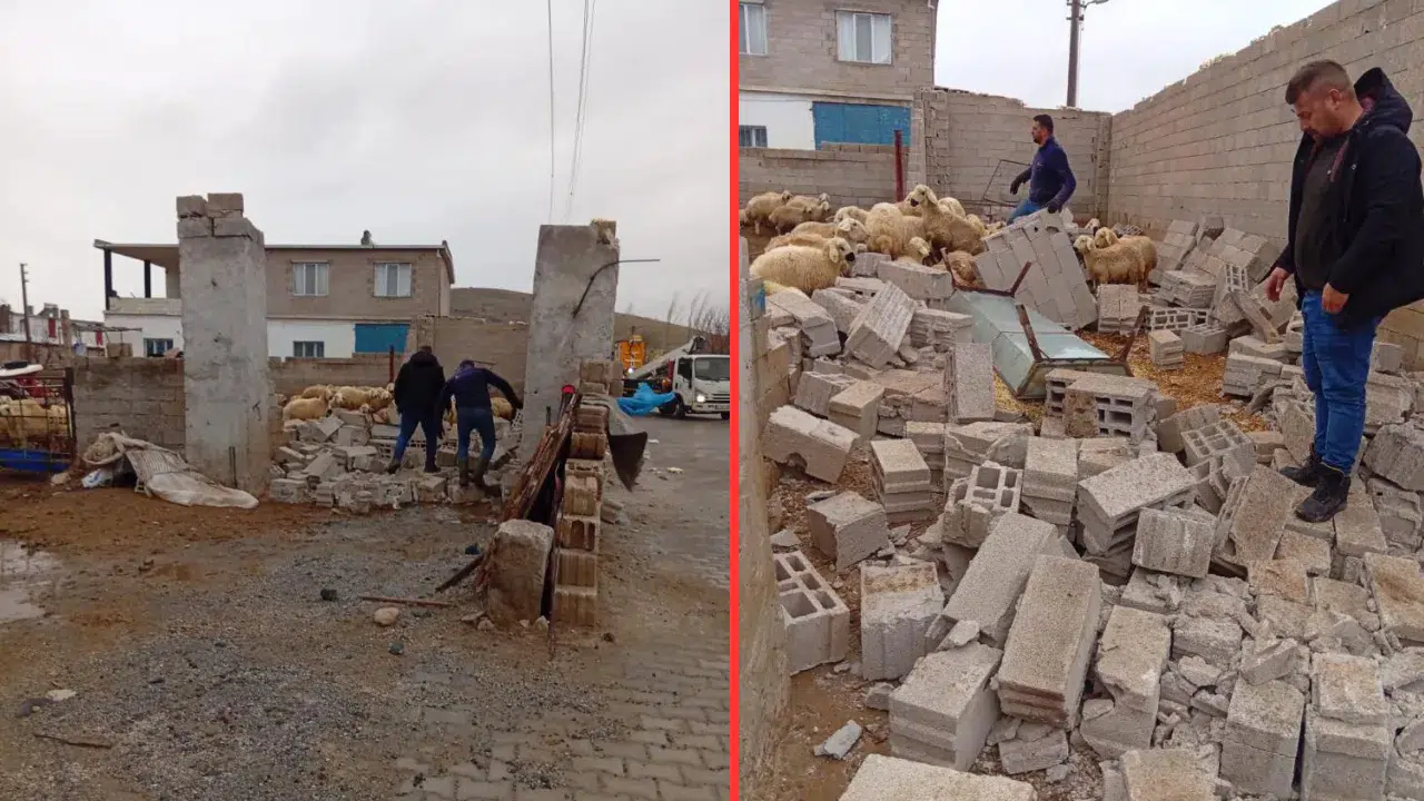 Nevşehir'de kuvvetli rüzgar ağıl ve mandırayı vurdu : 12 koyun telef oldu