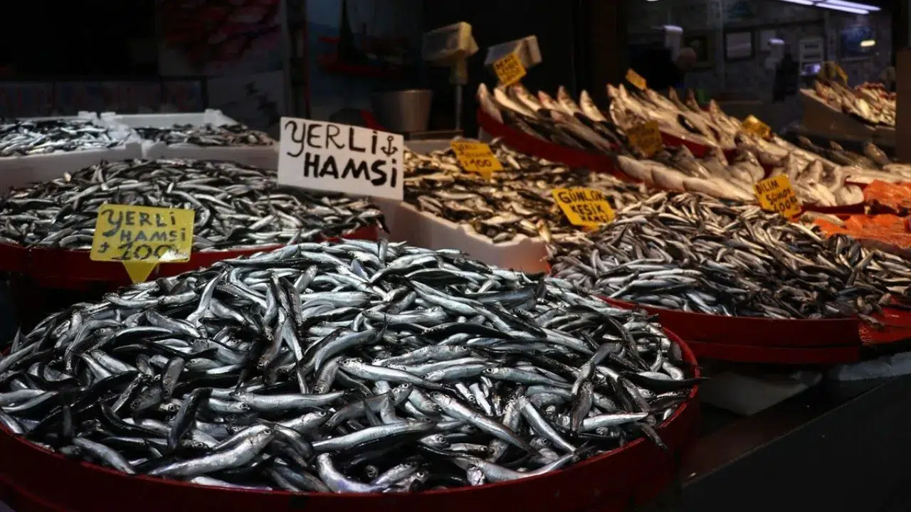Hamsi Karadeniz'e geri döndü