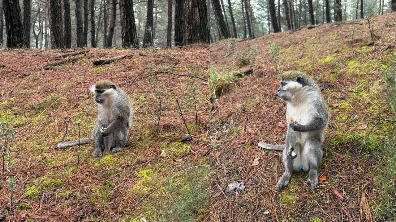 Denizli'de akılalmaz olay : Mantar toplayacaktı maymun buldu