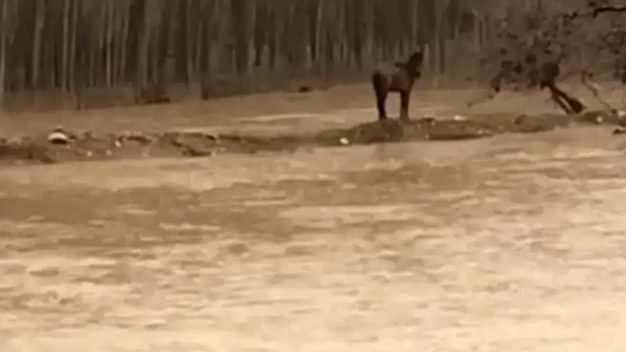 Mardin'de bir vatandaş selde mahsur kalan atını kurtardı