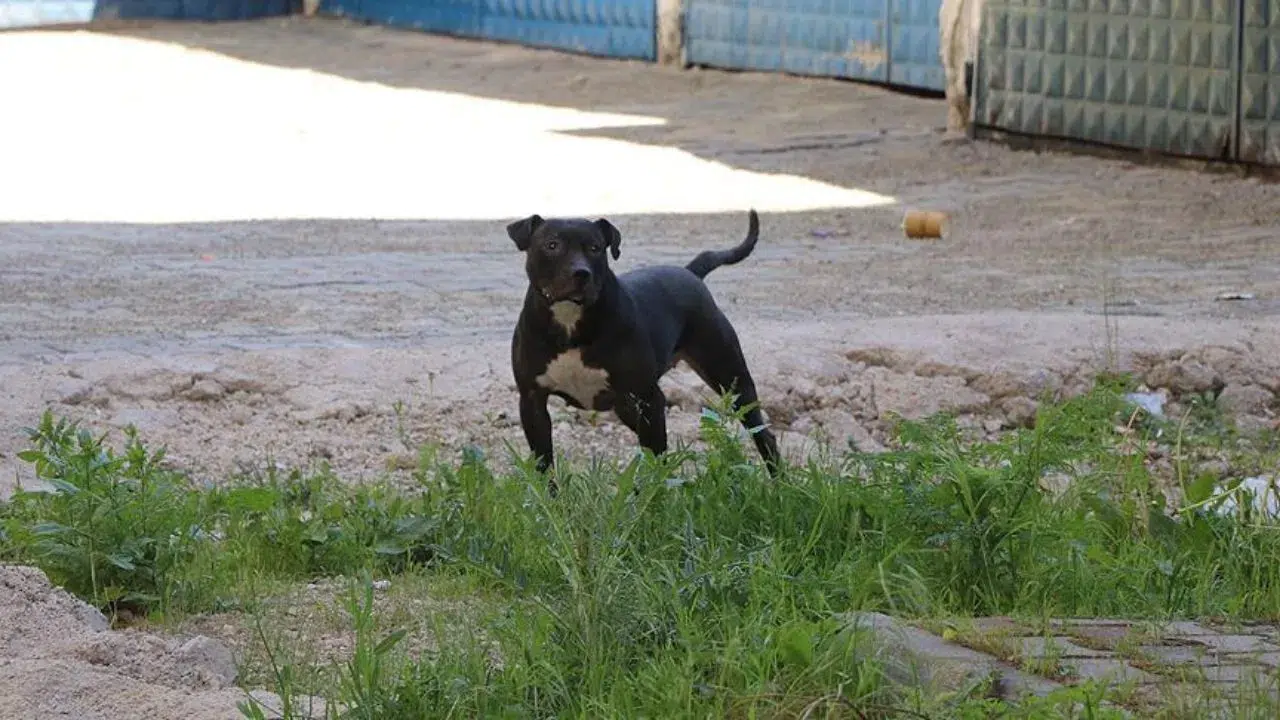 İzmir'de tasmasız Pitbull , 3 yaşındaki kıza saldırdı : Aile şikayetçi oldu
